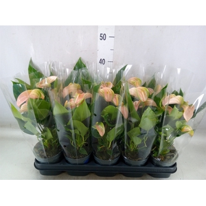 Anthurium andr. 'Joli Peach'