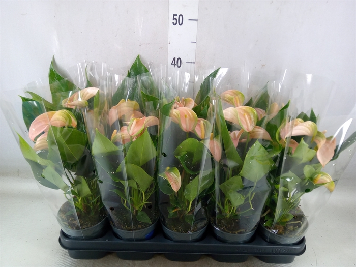 <h4>Anthurium andr. 'Joli Peach'</h4>