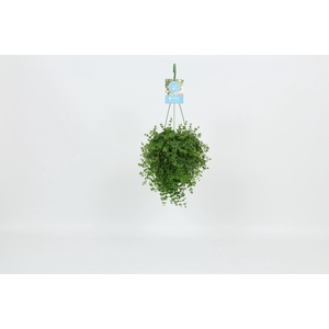 Peperomia Isabelle