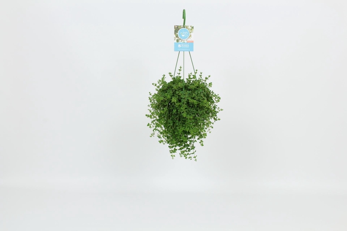 <h4>Peperomia Isabelle</h4>