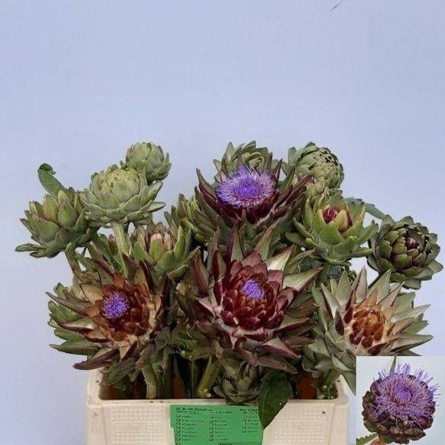 <h4>CYNARA SC GREEN GLOB</h4>