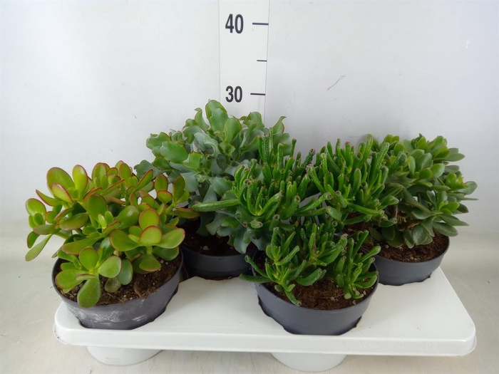 <h4>Crassula   ...mix</h4>