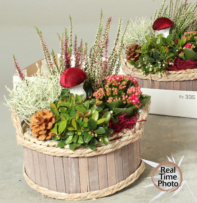<h4>ARR TUINPLANTEN</h4>