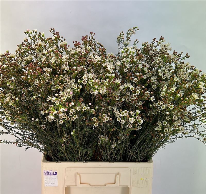 <h4>Chame Blondie</h4>