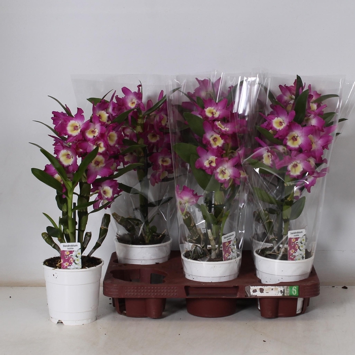 <h4>DEND NOBILE</h4>