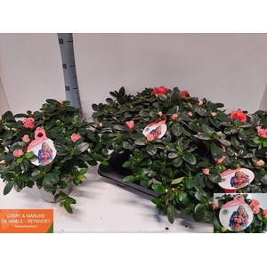 RHODO SI VOGEL LUNTE