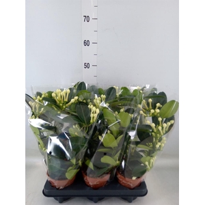 Stephanotis floribunda   ...