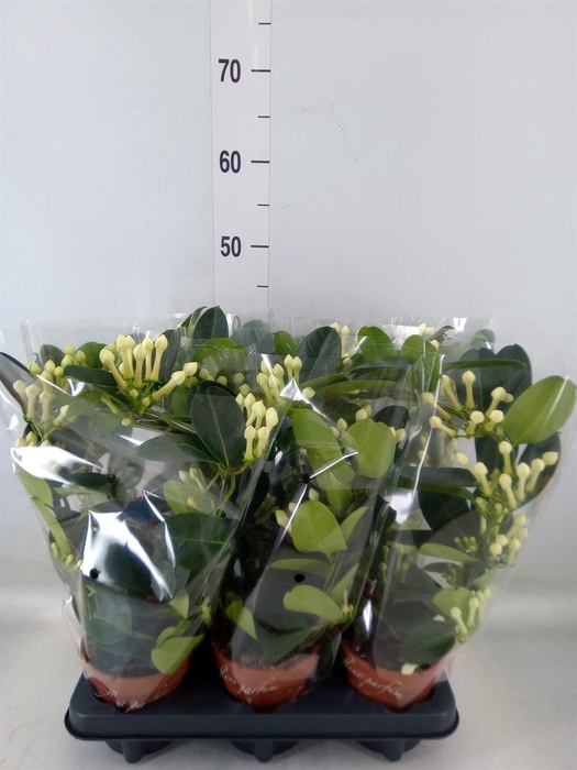 <h4>Stephanotis floribunda ...</h4>