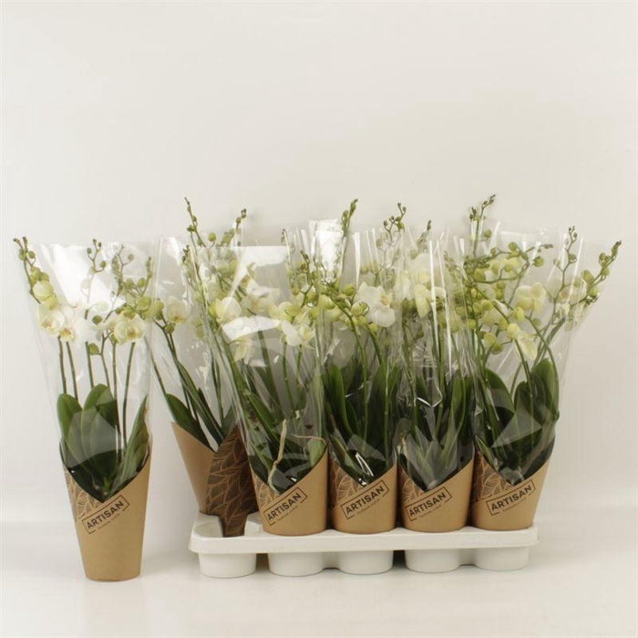 <h4>PHAL AN INVERNESS</h4>