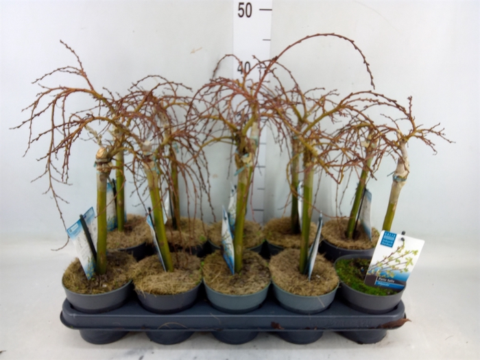 <h4>Salix arbuscula</h4>