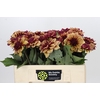 Dahlia Creme de Cognac