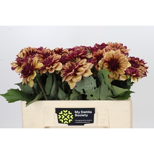 Dahlia Creme de Cognac