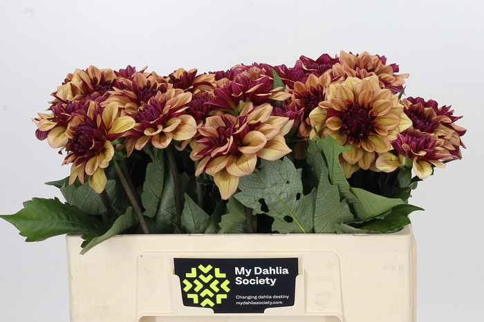 <h4>Dahlia Creme de Cognac</h4>