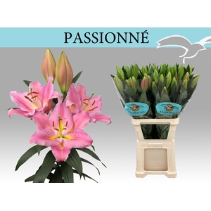 LI OR PASSIONNE