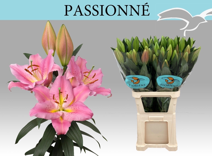 <h4>LI OR PASSIONNE</h4>