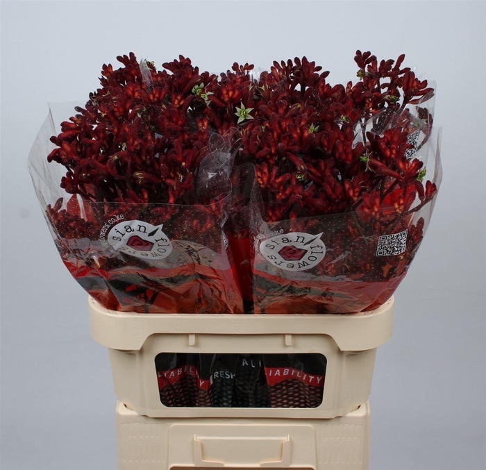 <h4>Anigoz Red Fever</h4>