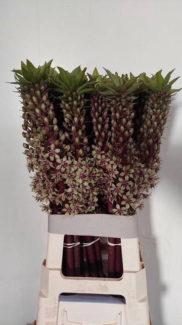 <h4>EUCOMIS OV</h4>