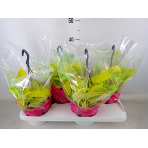 Epipremnum pinn. 'Golden Pothos' HG