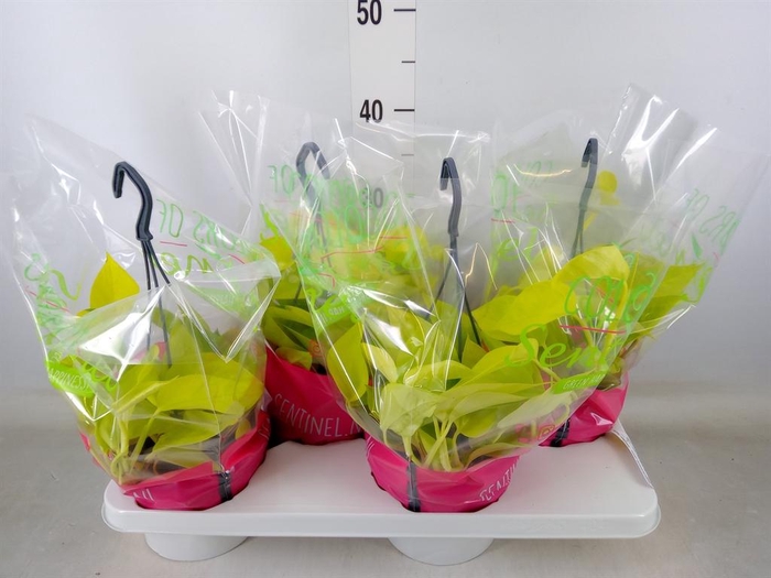 <h4>Epipremnum pinn. 'Golden Pothos' HG</h4>