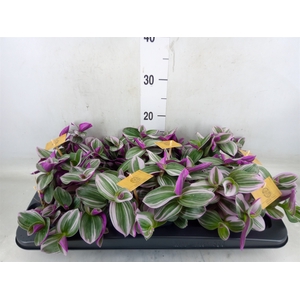 Tradescantia cerinth. 'Nanouk'