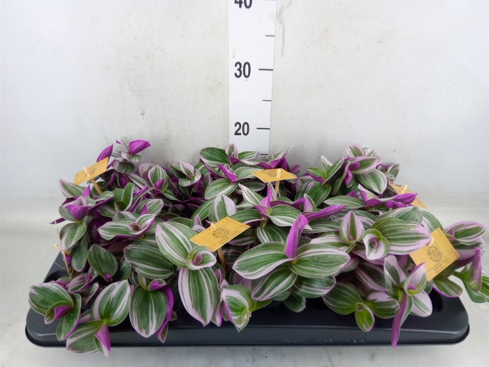 <h4>Tradescantia cerinth. 'Nanouk'</h4>