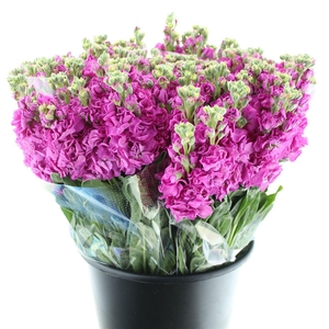 Matth Incana Iron Rose Super