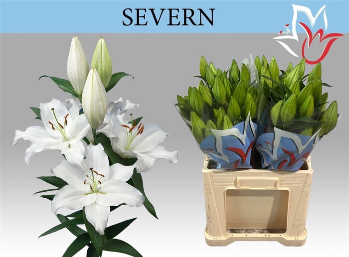 <h4>Li Or Severn</h4>