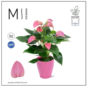 Mimesis Anthurium KARMA Joli - Carolina Pink