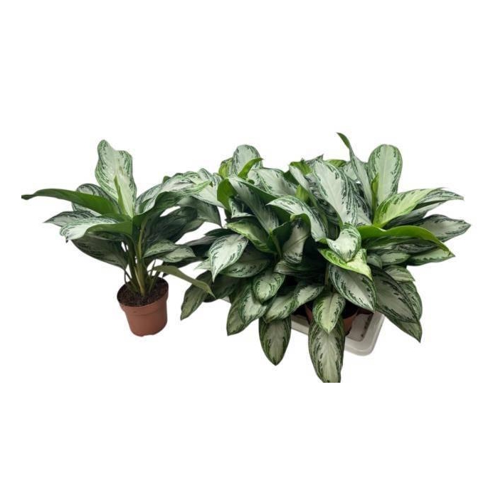 <h4>AGLAO SILVER BAY</h4>