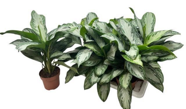 <h4>AGLAO SILVER BAY</h4>