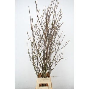 MAGNOLIA ANGELIQUE PER STEM 240CM