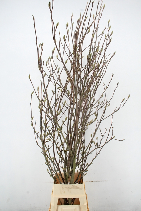 <h4>MAGNOLIA ANGELIQUE PER STEM 240CM</h4>