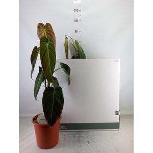 Philodendron melanochrysum