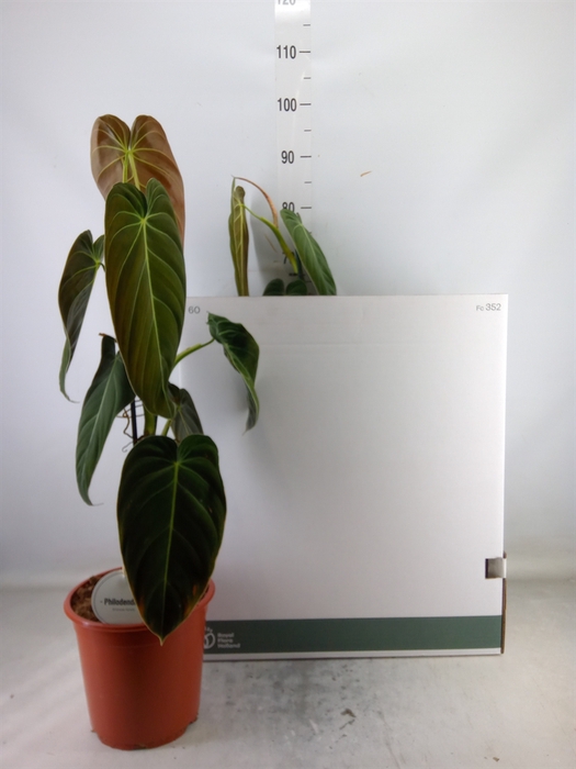 <h4>Philodendron melanochrysum</h4>