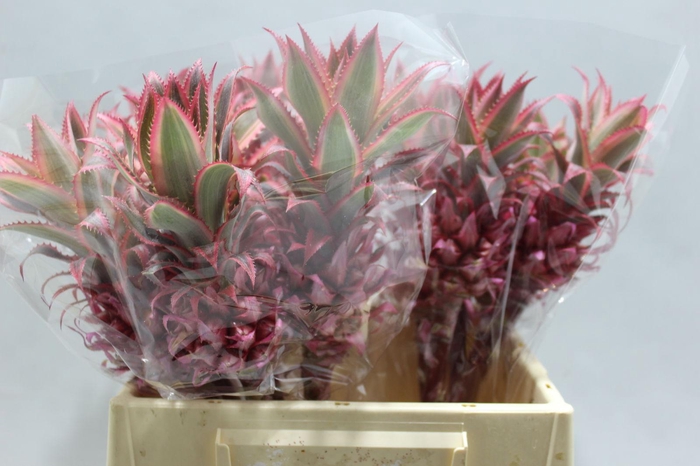 <h4>Ananas Mini</h4>