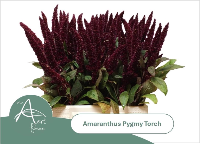 <h4>AMAR HY PYGMY TORCH</h4>