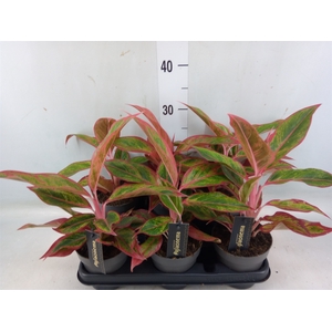 Aglaonema   ...