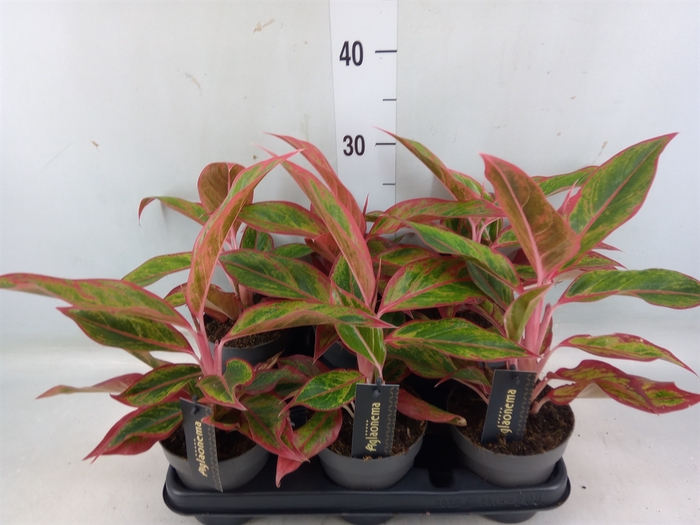 <h4>Aglaonema   ...</h4>