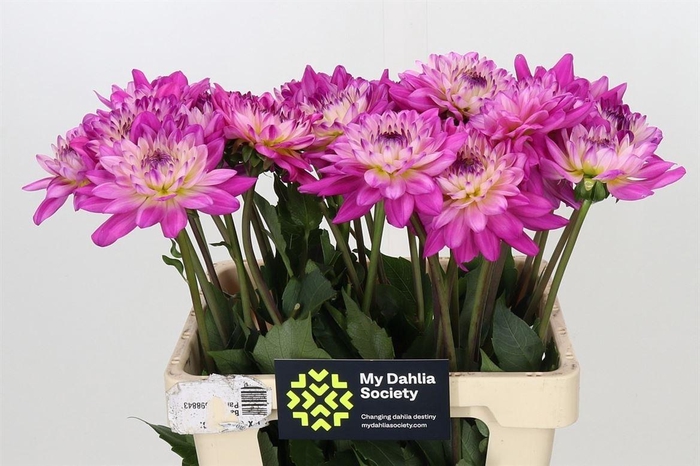 <h4>Dahlia Luca Johanna</h4>