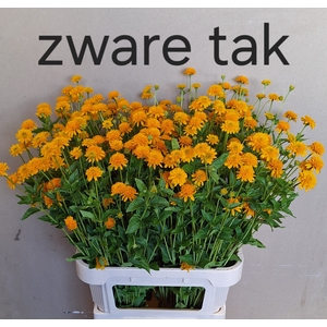 Heliopsis Hel Asahi Winsen