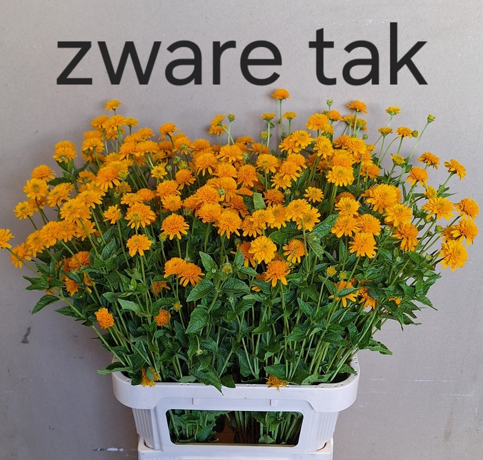 <h4>Heliopsis Hel Asahi Winsen</h4>