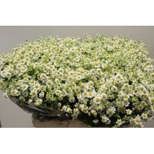 TANA PA PURE KAMILLE 750 GR