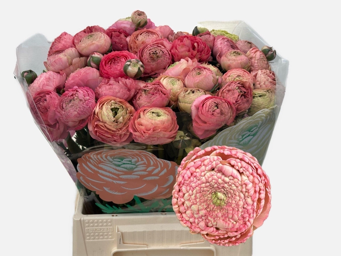 <h4>RAN AAZUR ANTIQUE ROSE 47 GR.</h4>