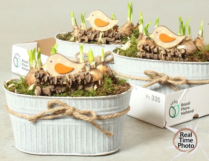 <h4>ARR NARCISSUS</h4>