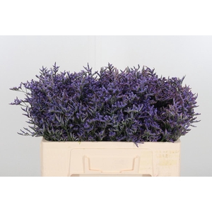 Lim Safora Dark Blue