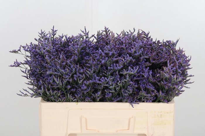 <h4>Lim Safora Dark Blue</h4>