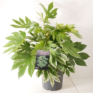 Fatsia japonica Spiders Web P26