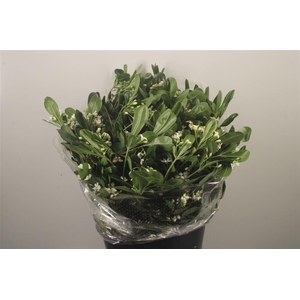 Pitto Tobira Flower Per Bunch