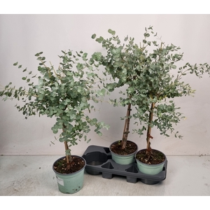 EUCAL GUNNII