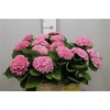 Hydr M Revolution Roze Vertakt